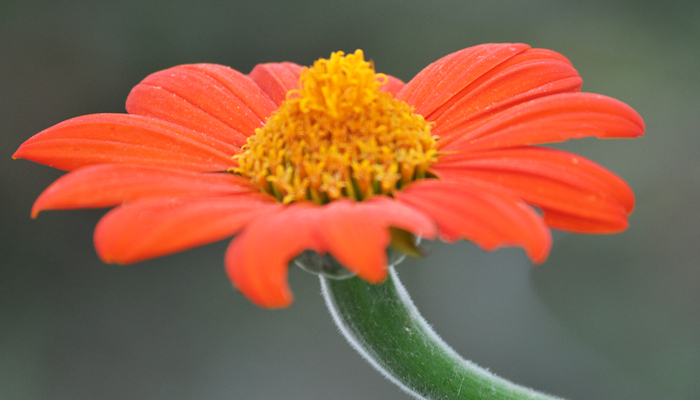 Flower with orange petals