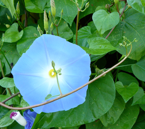 IMAGE: Blue morning glory with a vine in front of it