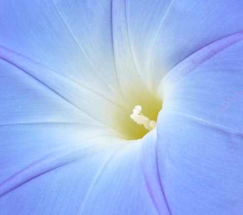 IMAGE: Close up photo of the center of a blue morning glory