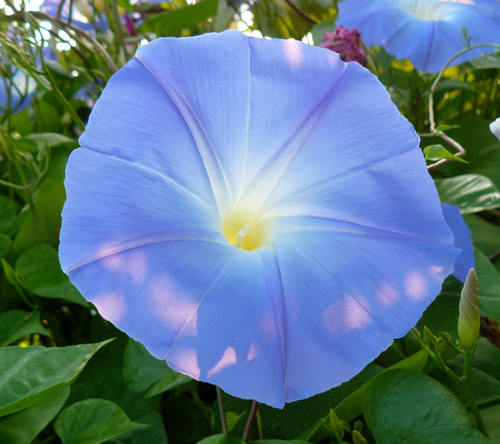 IMAGE: Photo of blue morning glory with sun on it