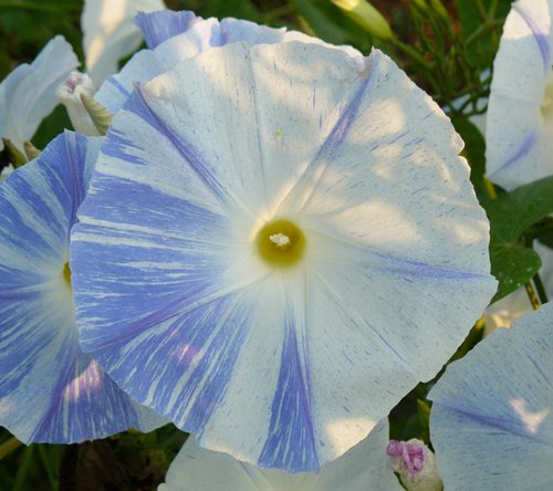 IMAGE: Photo of a white and blue morning glory, faded denim like