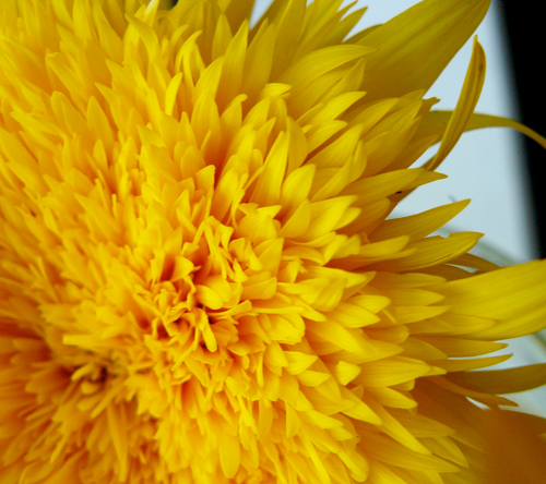 IMAGE: Close up photo of a teddy bear sun flower edge