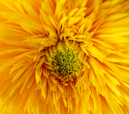 IMAGE: Close up photo of a fluffy teddy bear sun flower